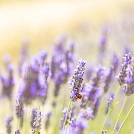 Agriturismo La Valle Della Lavanda - Podere Mezzastrada Fauglia Bagian luar foto