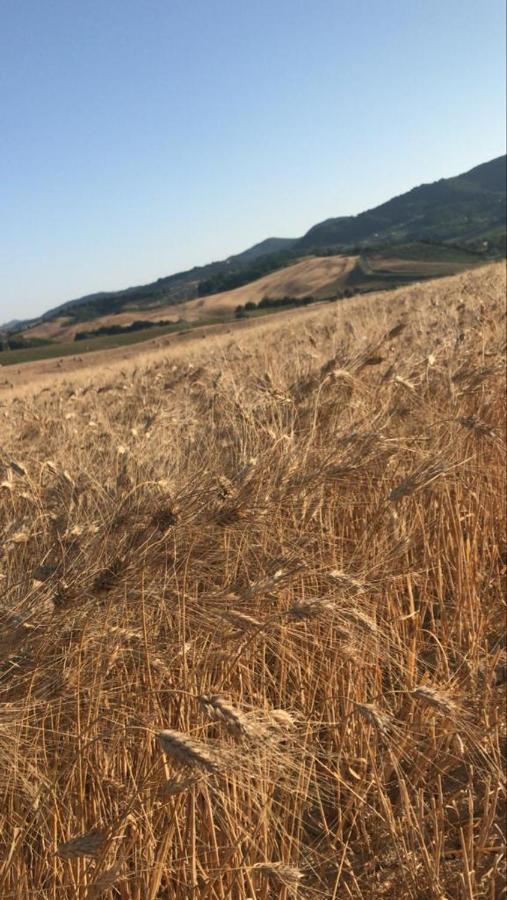 Agriturismo La Valle Della Lavanda - Podere Mezzastrada Fauglia Bagian luar foto