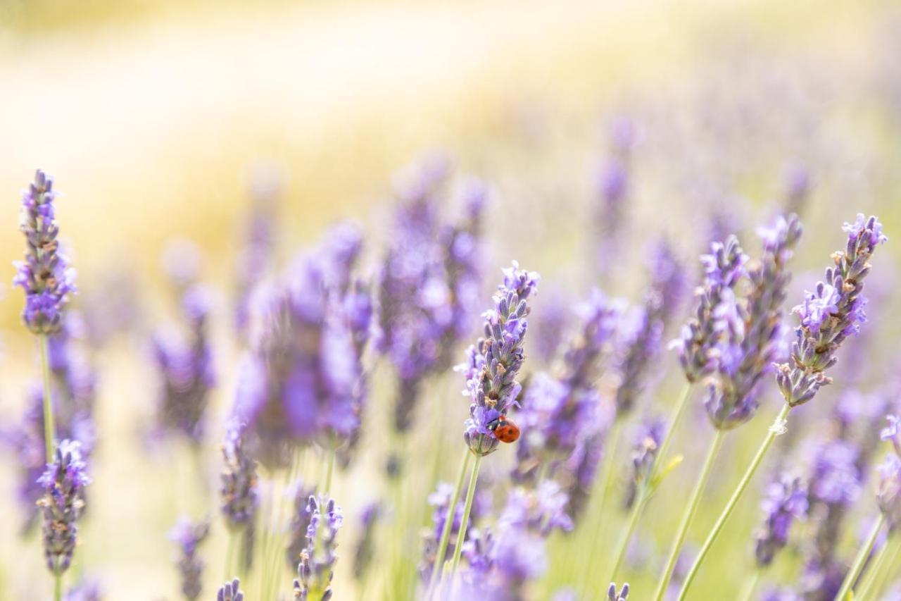 Agriturismo La Valle Della Lavanda - Podere Mezzastrada Fauglia Bagian luar foto