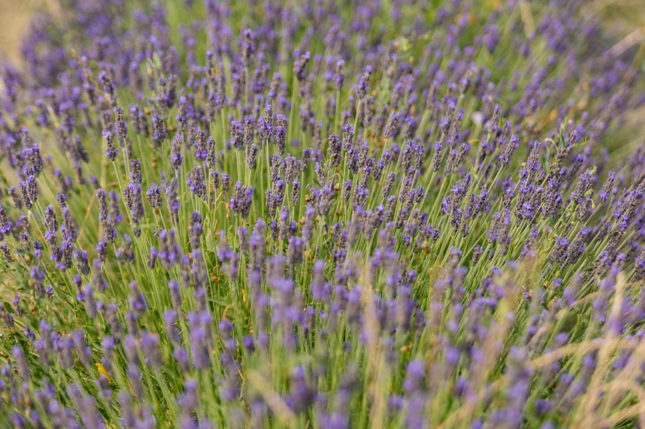 Agriturismo La Valle Della Lavanda - Podere Mezzastrada Fauglia Bagian luar foto